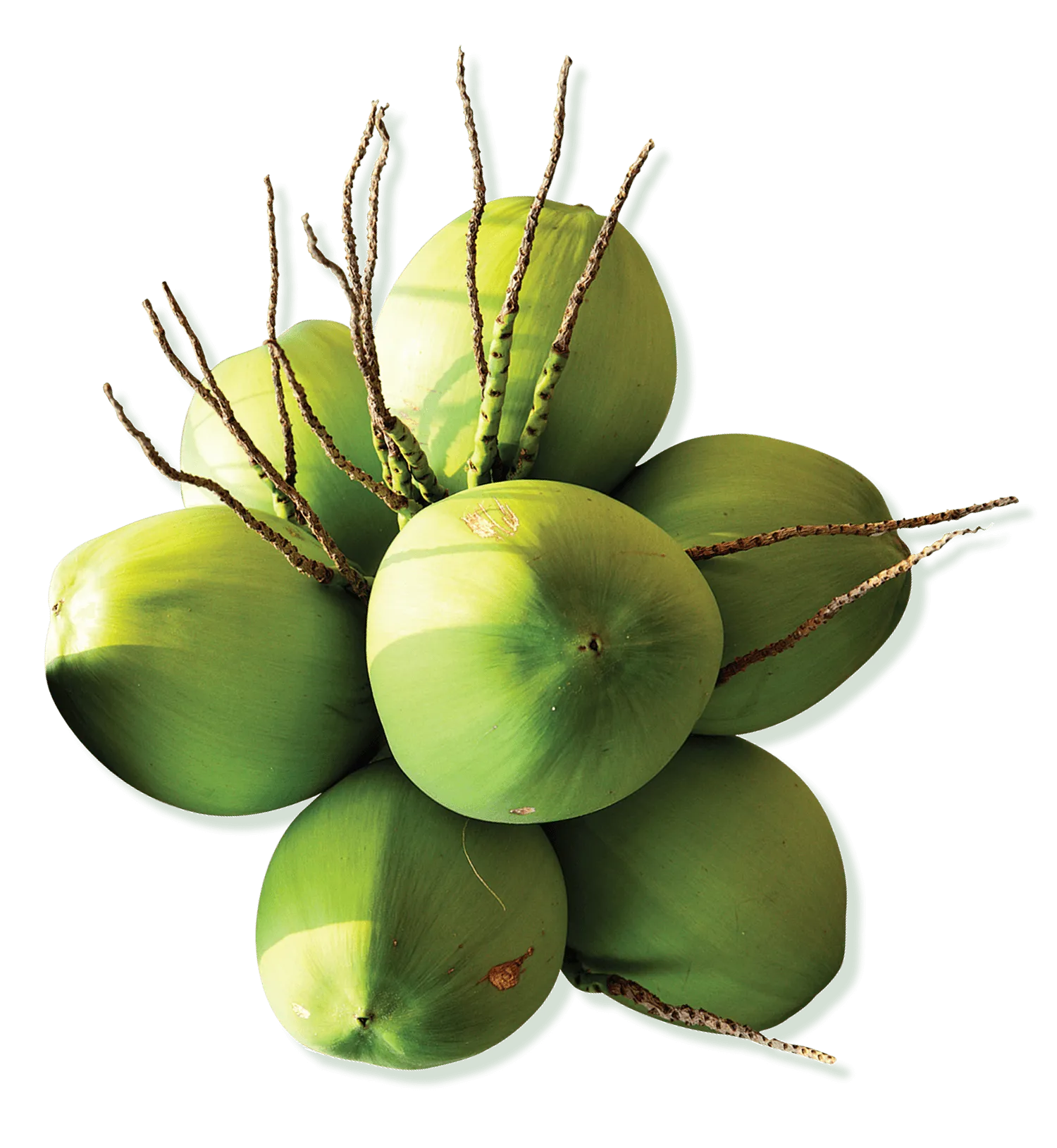 Taste Nirvana - Cocoza Sparking Coconut Water